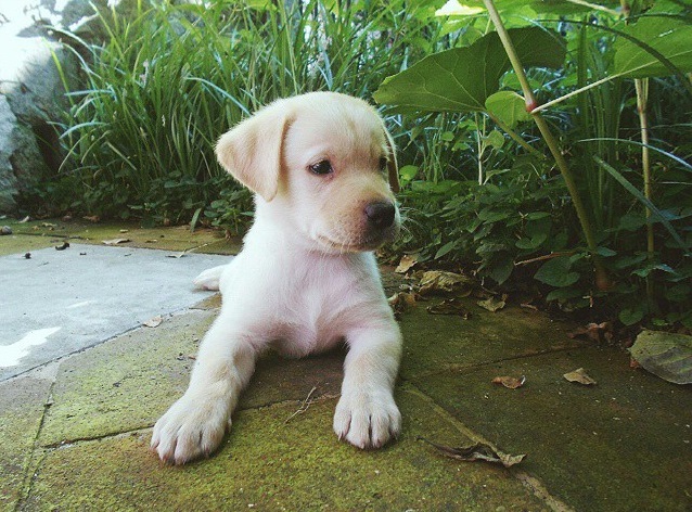 labrador puppy dog pics