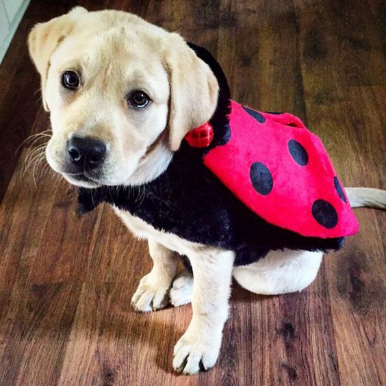 labrador puppy outfit