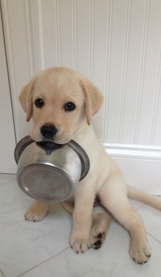 labrador puppy with bowl