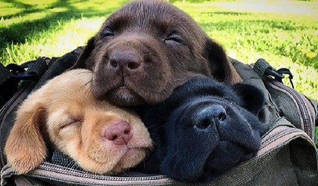 12 Pictures Of Hilarious Labradors And The Faces They Make 7