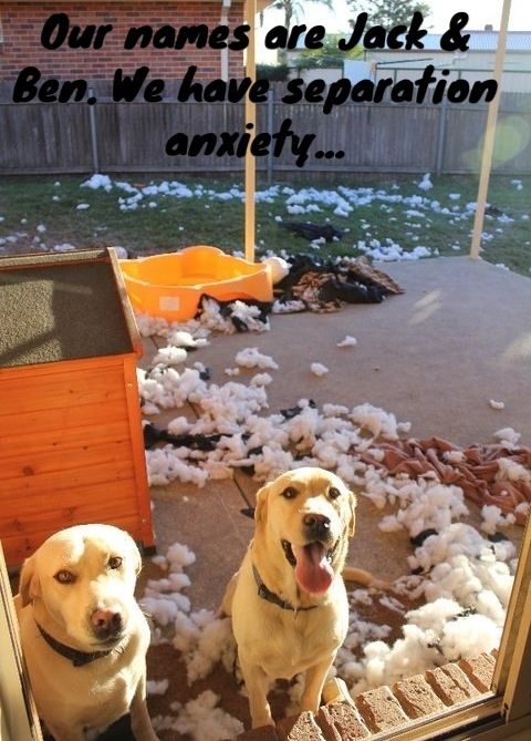 labrador shaming