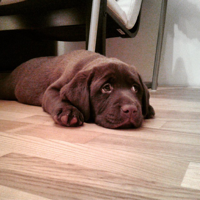 little pup labrador