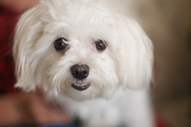 maltese dog face pup pics