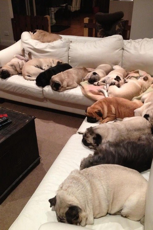 12 Beautifully Bodacious Pugs