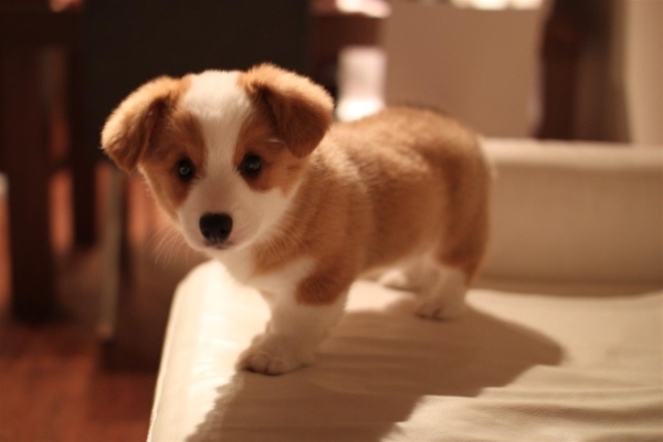 nice corgi puppy