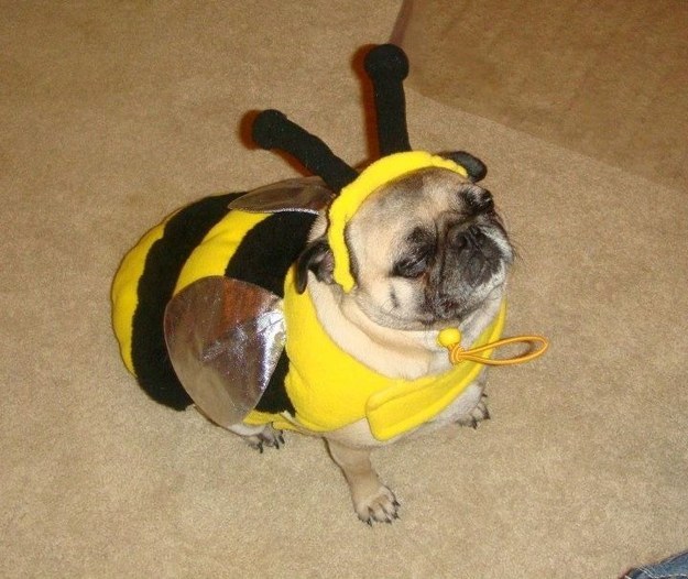 12 Beautifully Bodacious Pugs 8 nice pug costume