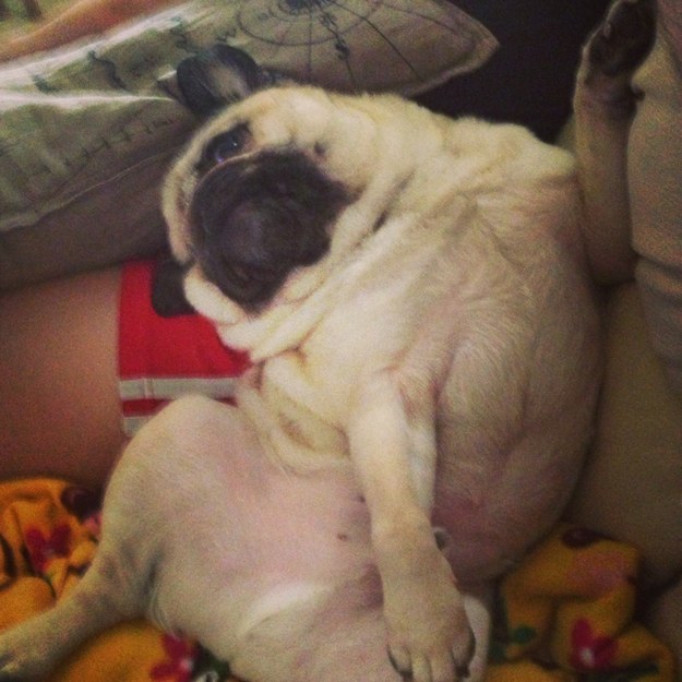 12 Beautifully Bodacious Pugs 7 nice pug pose