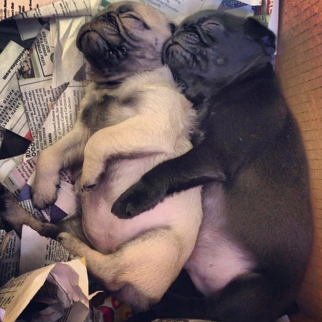 14 Pugs That Love To Hug! 10 nice pug puppies hugging