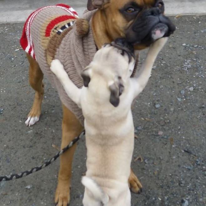 pug and boxer hugs