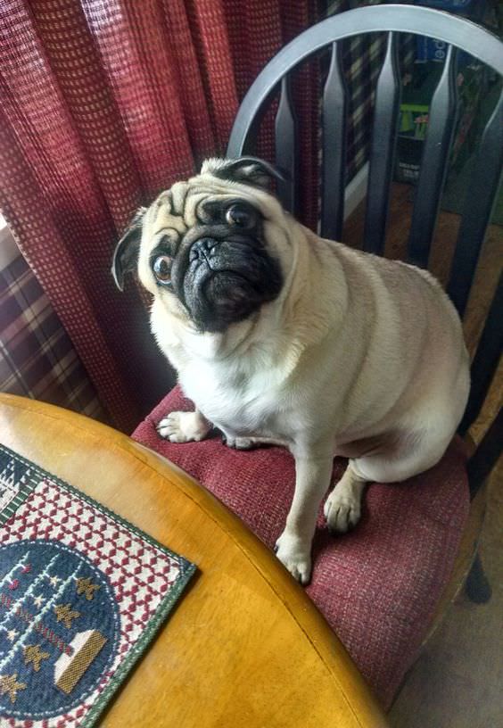 pug at the table