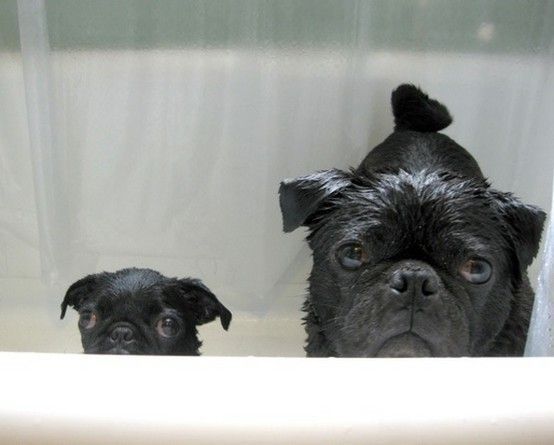 pug bathing