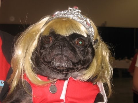 pug blonde