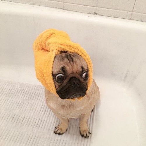 pug dog bath time