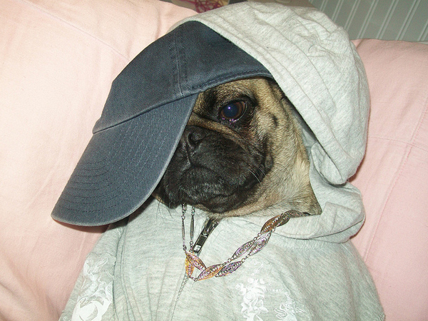 pug dog outfit