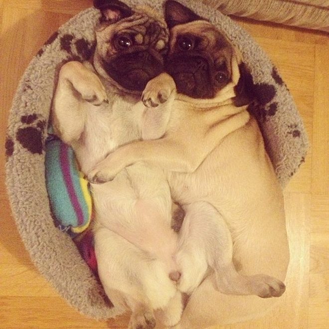 14 Pugs That Love To Hug! 8 pug hugging dogs
