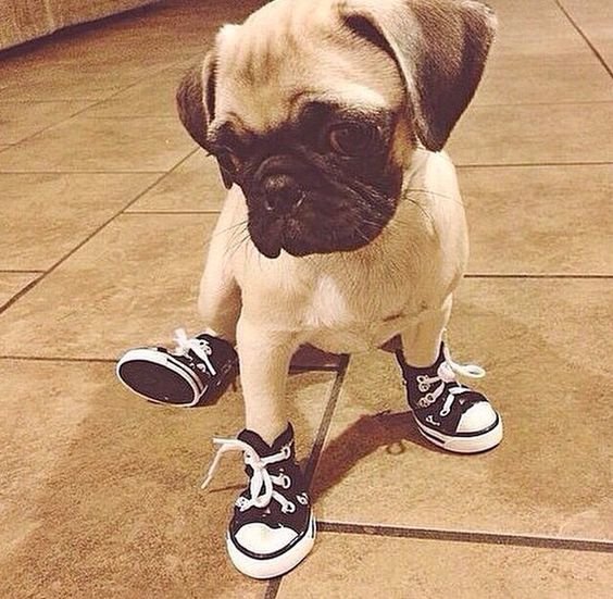 pug in boots