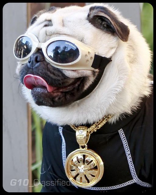pug likes his outfit