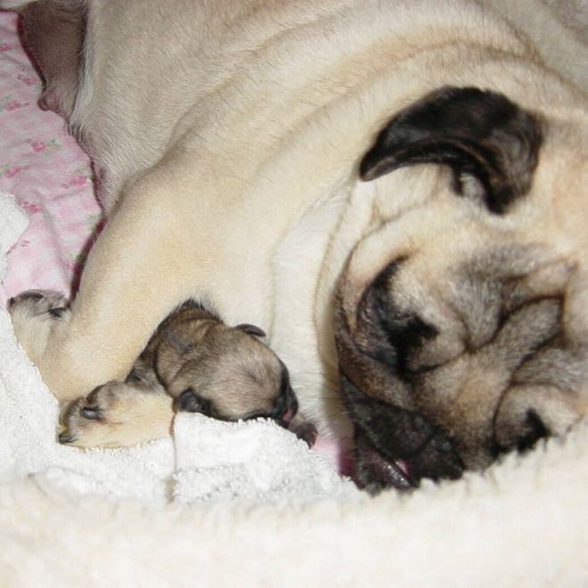 pug mom hug puppy