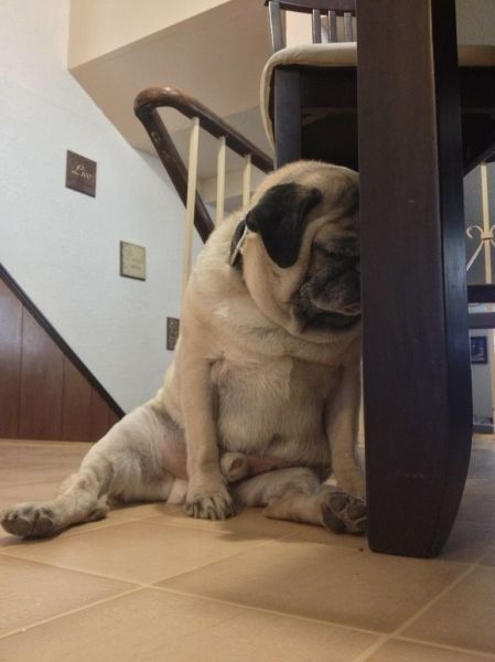 pug nap time funny position