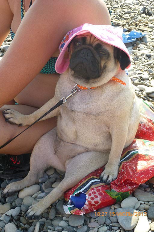 pug on beach