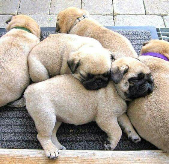 pug puppies pile nap time