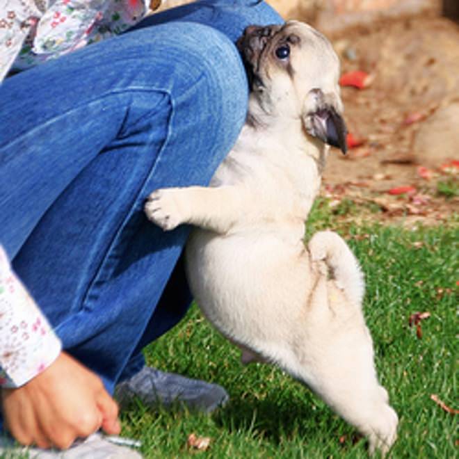 pug puppy hugs