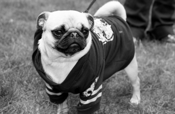 style pug dog