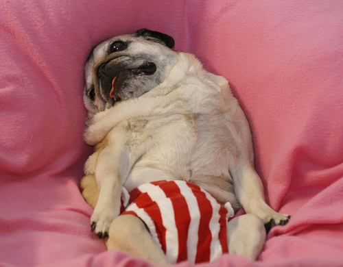 12 Beautifully Bodacious Pugs 9 stylish pug dog