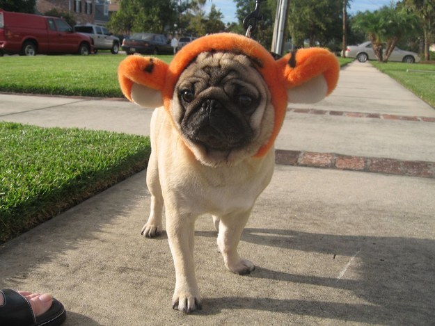 12 Beautifully Bodacious Pugs 10 stylish pug fashion