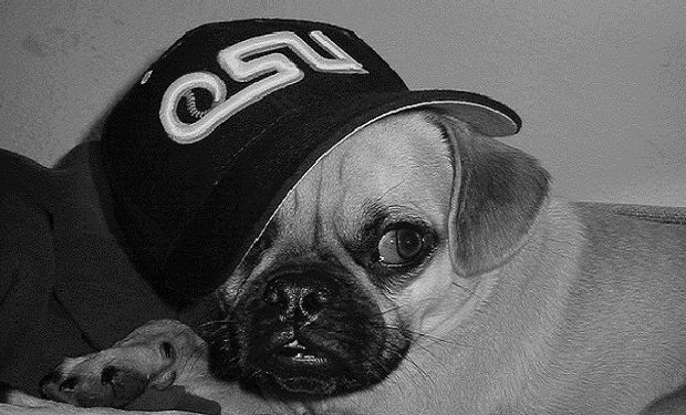 10 Pug Thugs 9