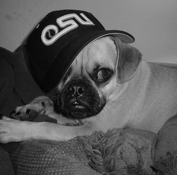 stylish pug photo dog