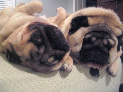 two cute pugs pose