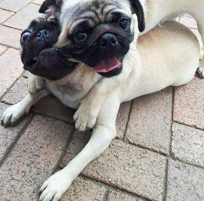 two pug hugs