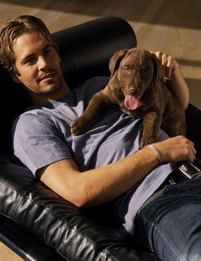 Paul Walker and chocolate labrador