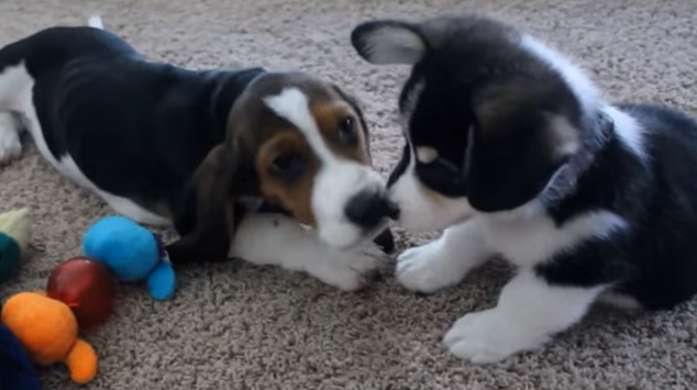 Cute Corgi and Basset Hound Puppies Playing 3