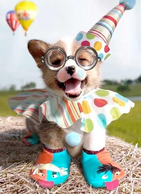 clowning around birthday dog costume