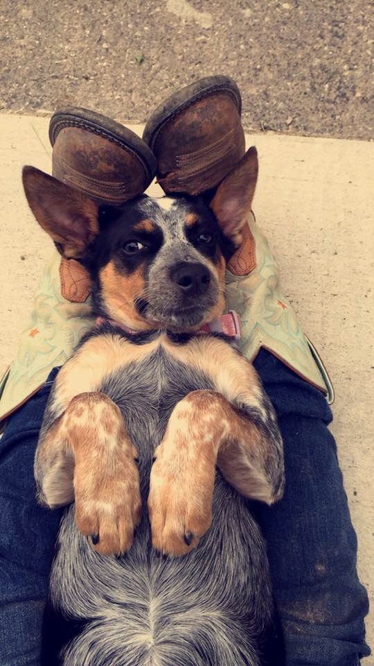 corgi best friend cute