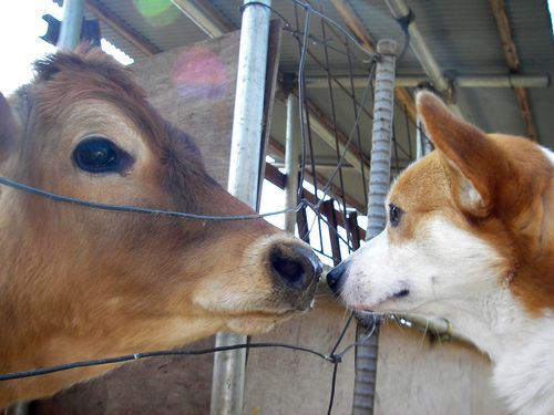 corgi cow faces