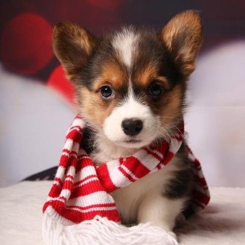 corgi puppy fashion