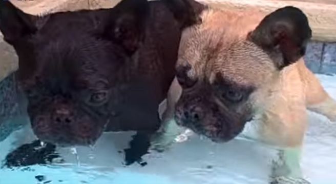 Top 10 Cutest French Bulldog Puppies 5