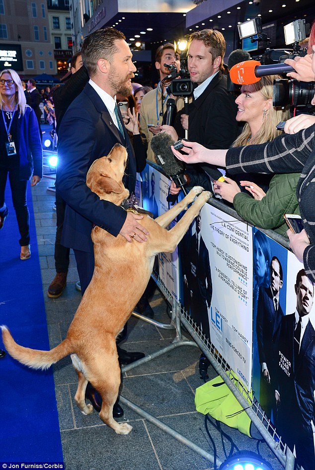 tom hardy labrador
