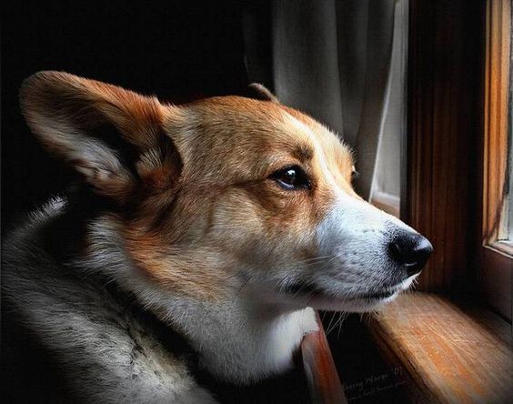 window corgi