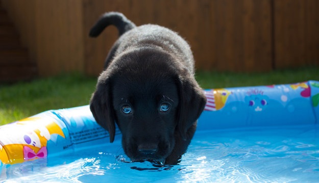 15 Reasons Labradors Are The Best Creatures In The World 3