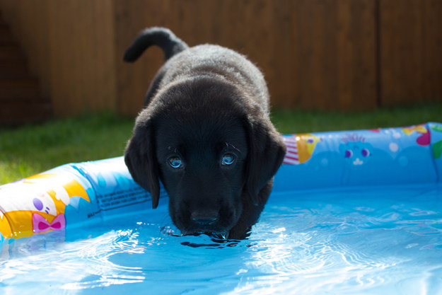 cute black puppy labrador retriever