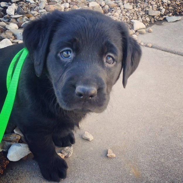 cute labrador black puppy