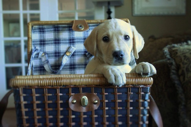 cute labrador puppy box bag