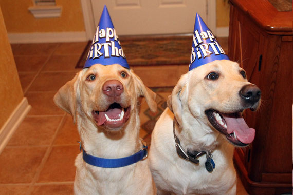 labrador dogs cute happy faces