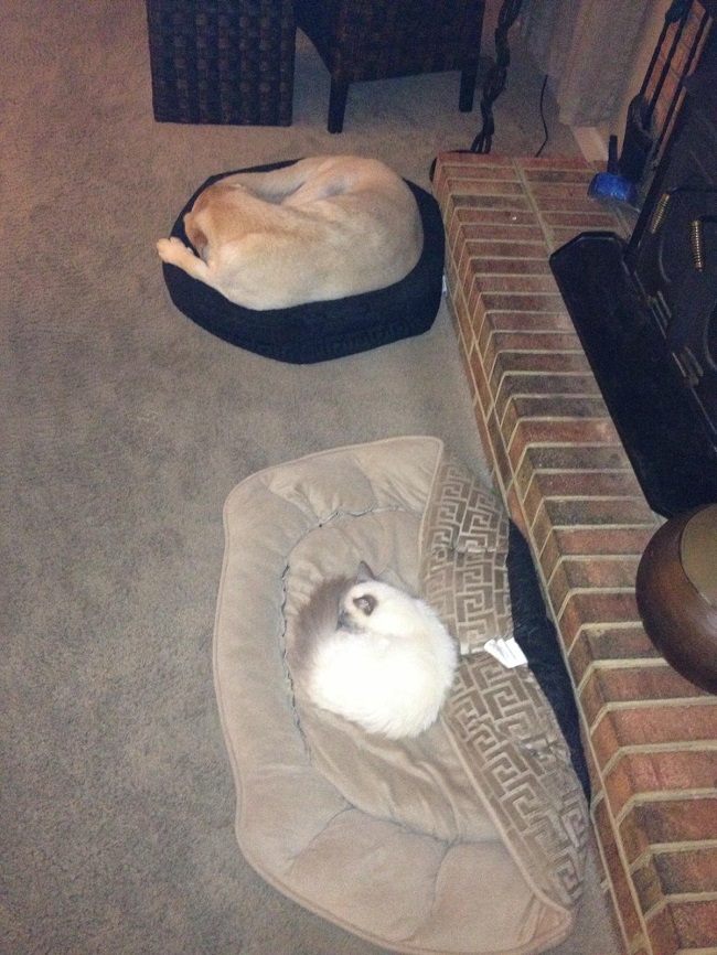 labrador nap cat