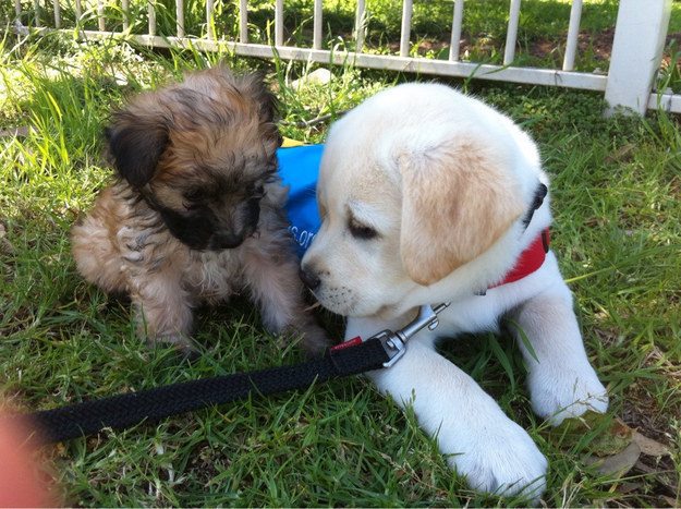labrador puppy cute puppies