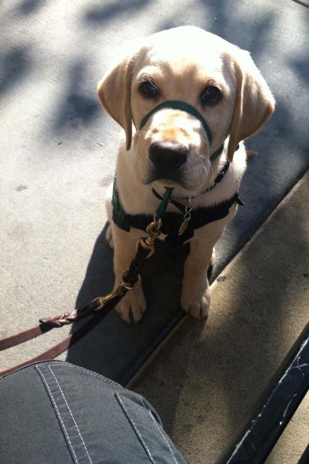 labrador puppy listen carefully